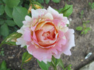 ROSE DES CISTERCIENS