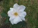 SOUVENIR DE ST. ANNE'S -prima floare