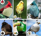 Angry Birds in realitate