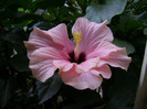 DSC09006