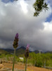 floare de lavanda