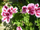 P1000961
