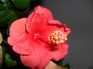 Hibiscus Sunni Cities Bordeaux