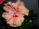 Hibiscus Clasic Apricot