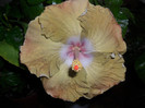Hibiscus Kathie Jones