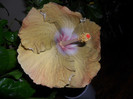Hibiscus Kathie Jones