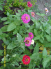 Carciumarese (Zinnia)