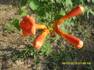 Campsis radicalis (Pipa turcului)