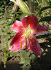 Stargazer