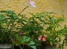 DSCN0174