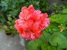 DSCN0184