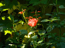 DSCN0194