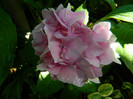DSCN0220