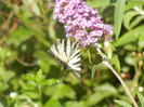 Eastern Tiger Swallowtail (2012, Jul.03)