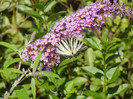 Eastern Tiger Swallowtail (2012, Jul.03)