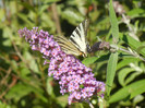 Eastern Tiger Swallowtail (2012, Jul.03)