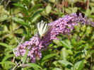 Eastern Tiger Swallowtail (2012, Jul.03)