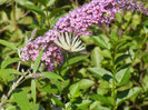 Eastern Tiger Swallowtail (2012, Jul.03)