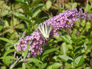 Eastern Tiger Swallowtail (2012, Jul.03)