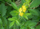 Agrimonia eupatoria (2012, June 28)