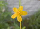 Agrimony (2012, July 02)