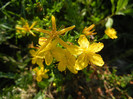 St. Johns Wort (2012, July 02)