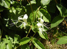 Lonicera japonica (2012, July 03)
