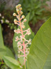 American Pokeweed (2012, July 05)