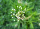 Plantago lanceolata (2012, July 02)