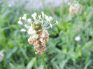 English Plantain (2012, July 02)