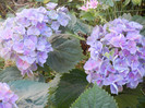 Hydrangea Elbtal (2012, July 02)