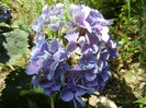 Hydrangea Elbtal (2012, July 03)