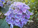 Hydrangea Elbtal (2012, July 03)