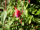 Fuchsia magellanica Gracilis (`12, Jul.03)