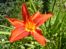 Daylily Red (2012, July 03)