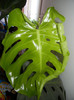 Monstera deliciosa (2012, July 03)