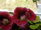IMAG0031