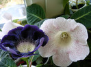 IMAG0041