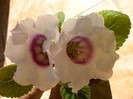 IMAG0025
