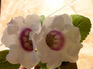 IMAG0026