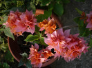 P1150477
