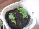 puiuti streptocarpus roullete