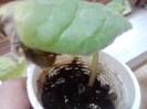 slipper mov -