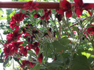DSCF1285