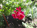 DSCF1308