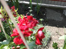 DSCF1309