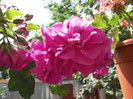 DSCF1312