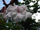 DSCF1355