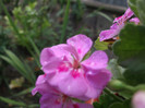 DSCF1357