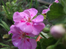 DSCF1358
